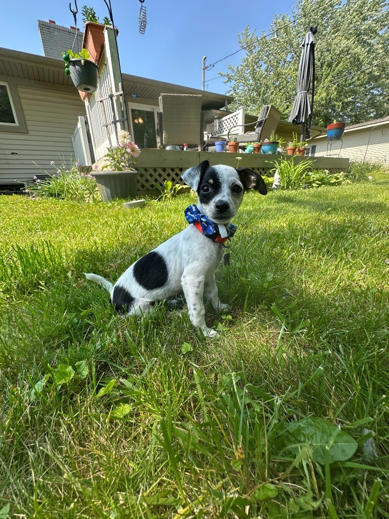 Buddy