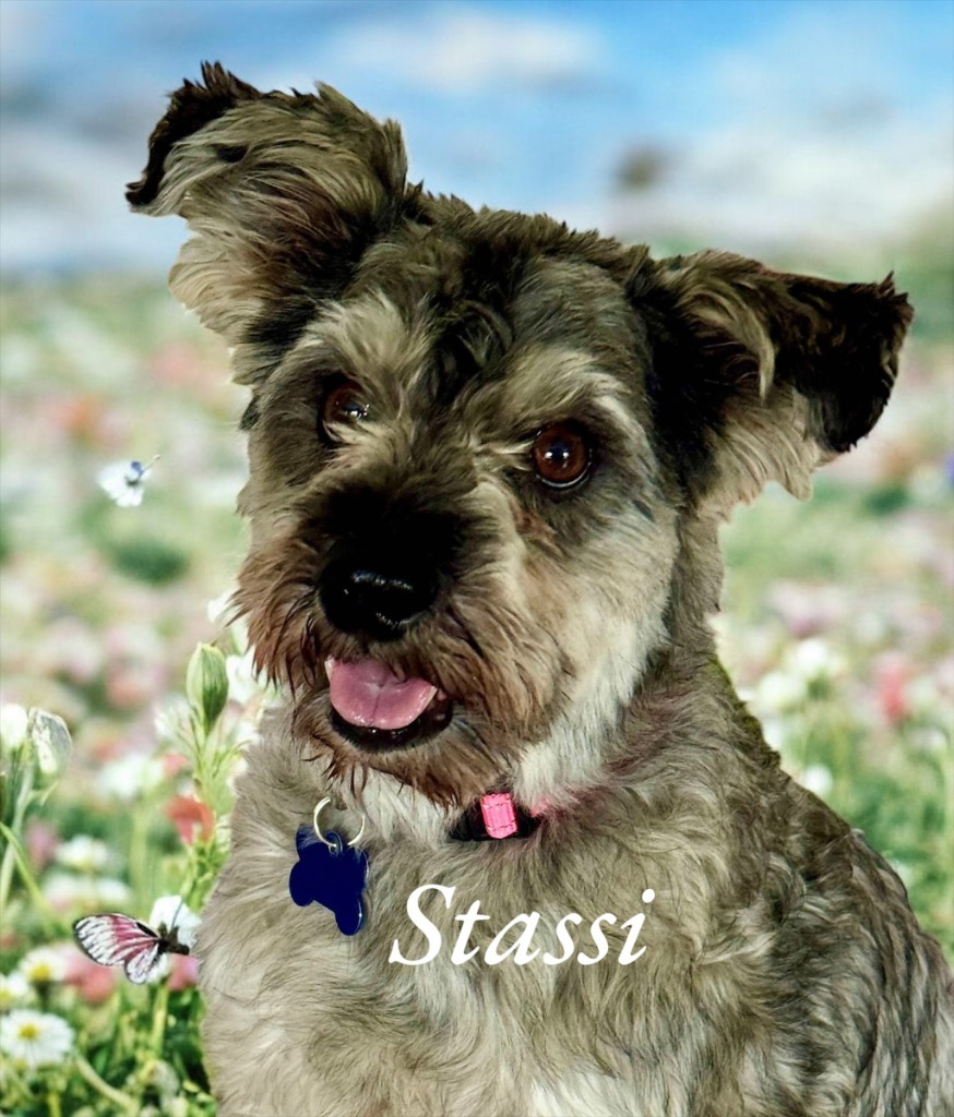 Stassi