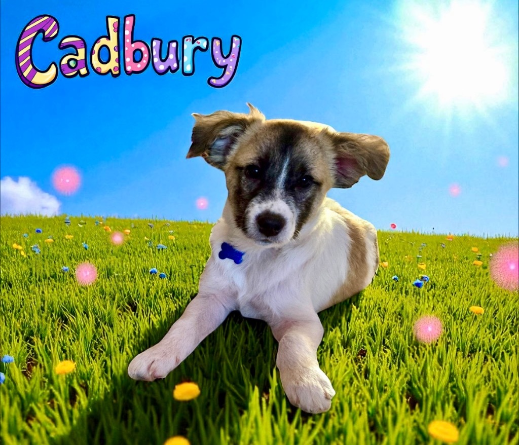Cadbury