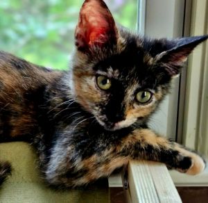 Maybelle25, Baby Female Domestic Short Hair
