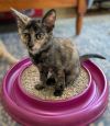 Maybelle25 photo 2