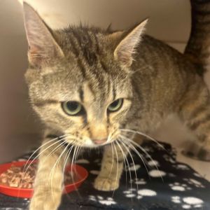 Sushi, Adult Female Domestic Short Hair