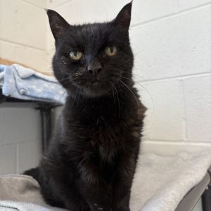 Coco, Senior Female Domestic Short Hair