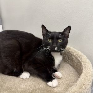 Wendell, Young Male Domestic Short Hair