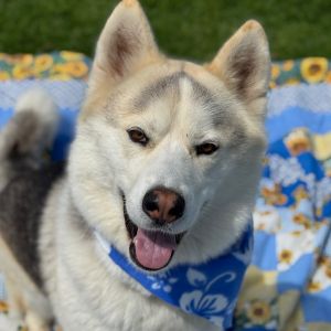 Hey there My name is Philip and Im at the Santa Maria Campus Im a 1 year old male Husky