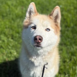 Hi My name is Lola and Im at the Santa Maria Campus Im a 4 year old female Husky who
