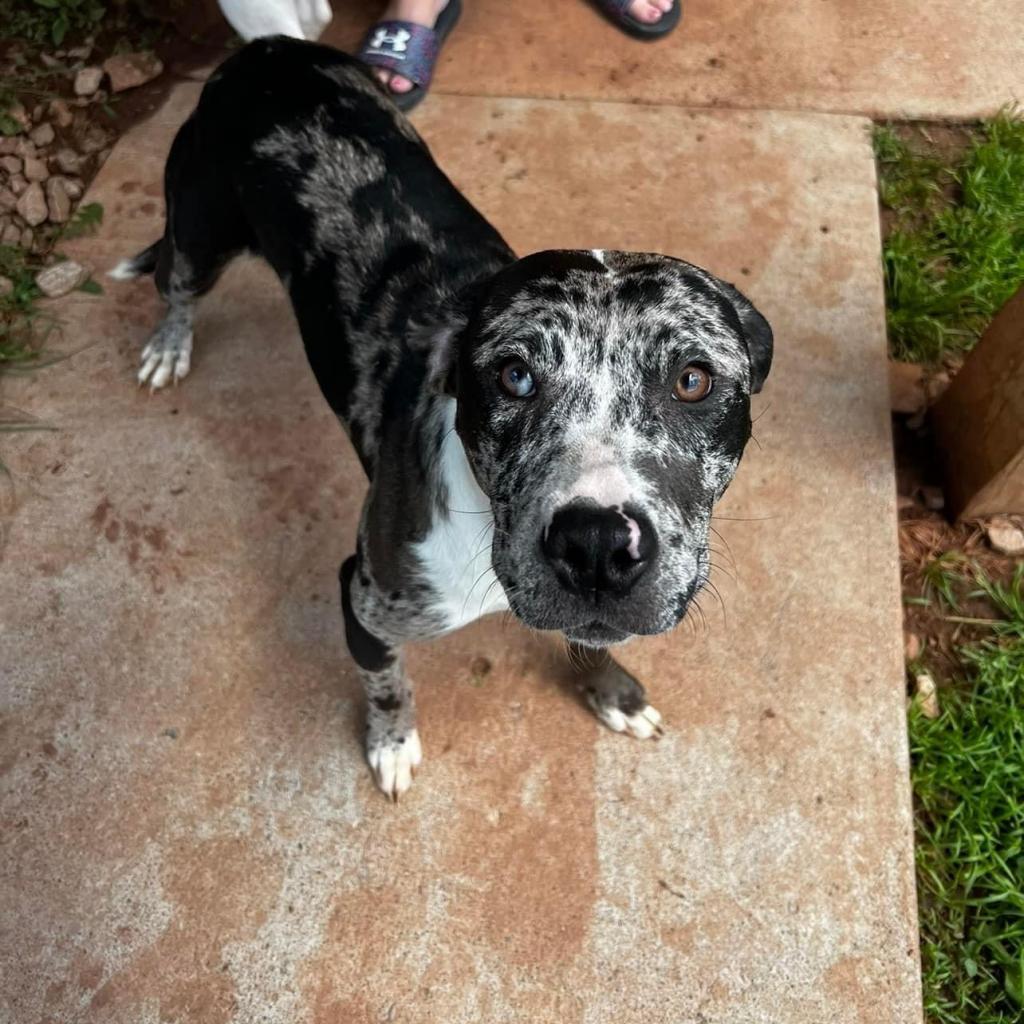 Oreo