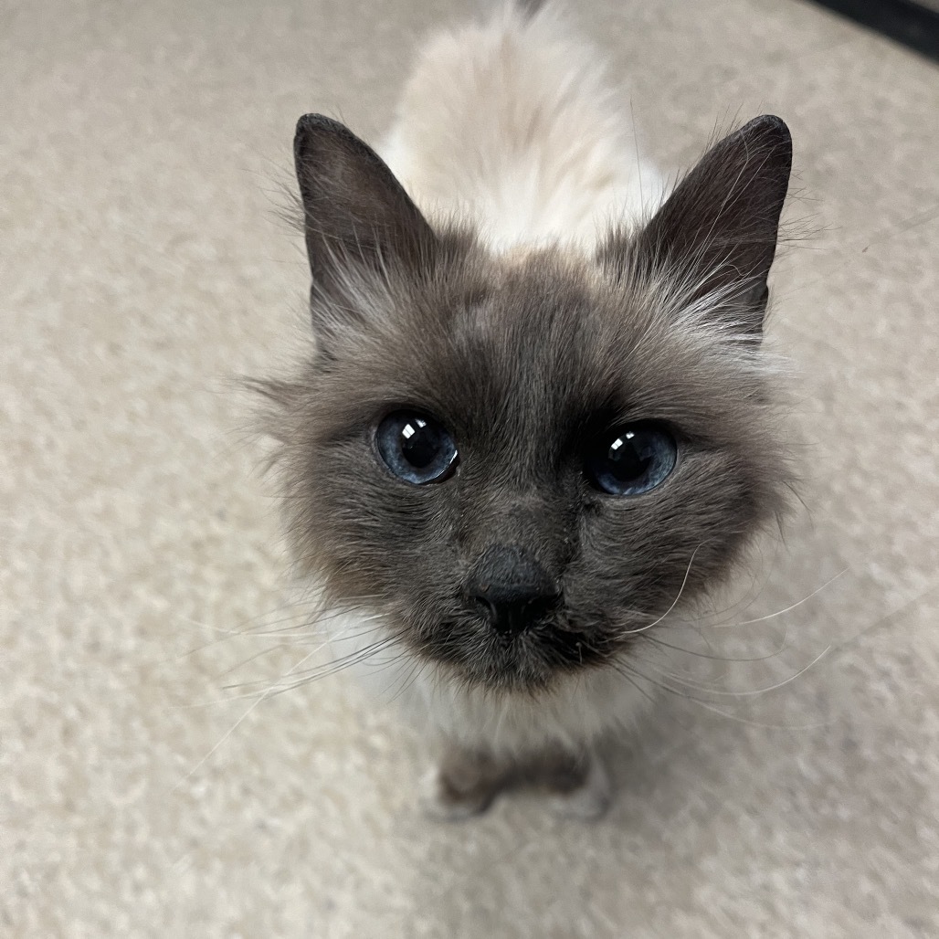 Mr. Blue