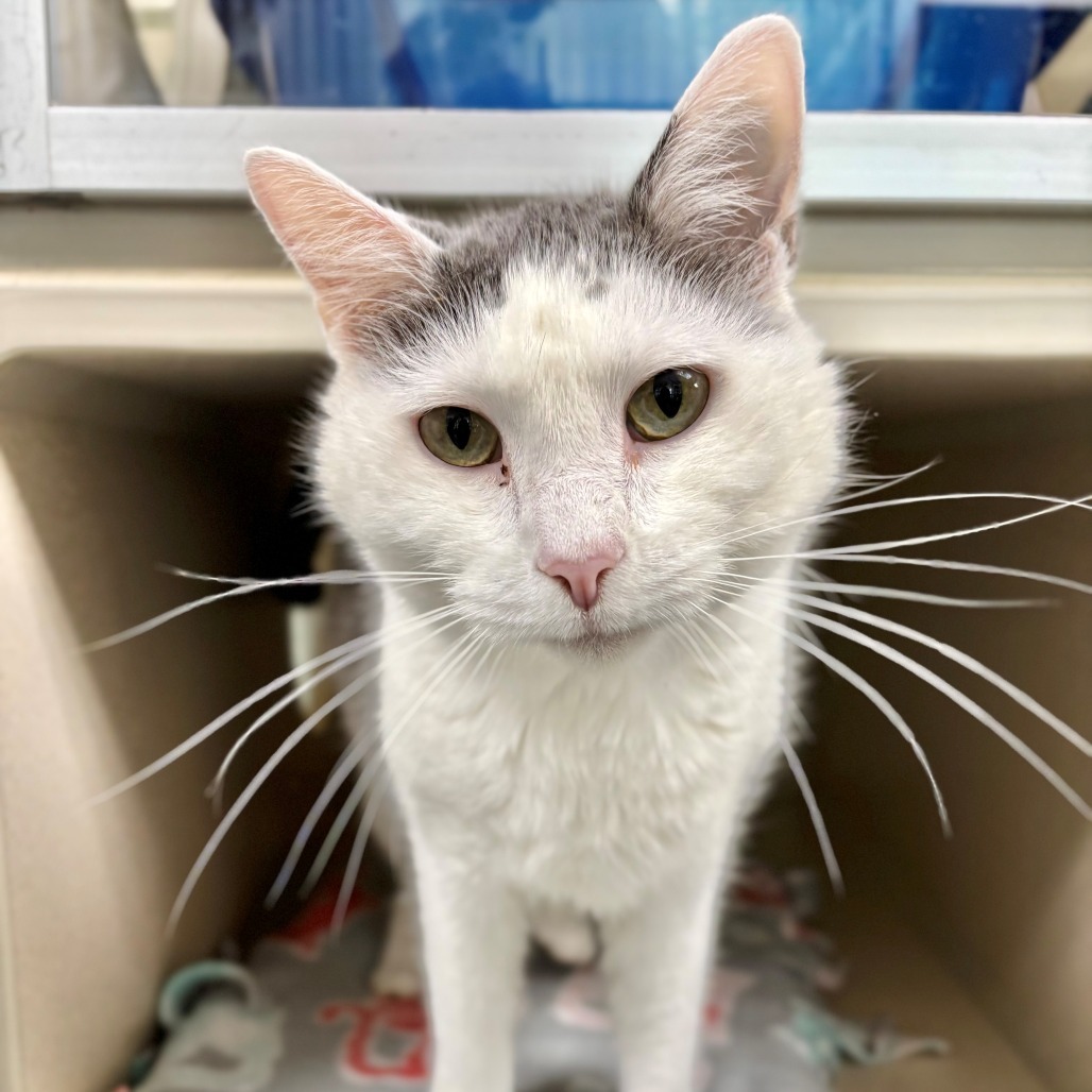Chronic, an adoptable Domestic Short Hair in Great Falls, MT, 59404 | Photo Image 1