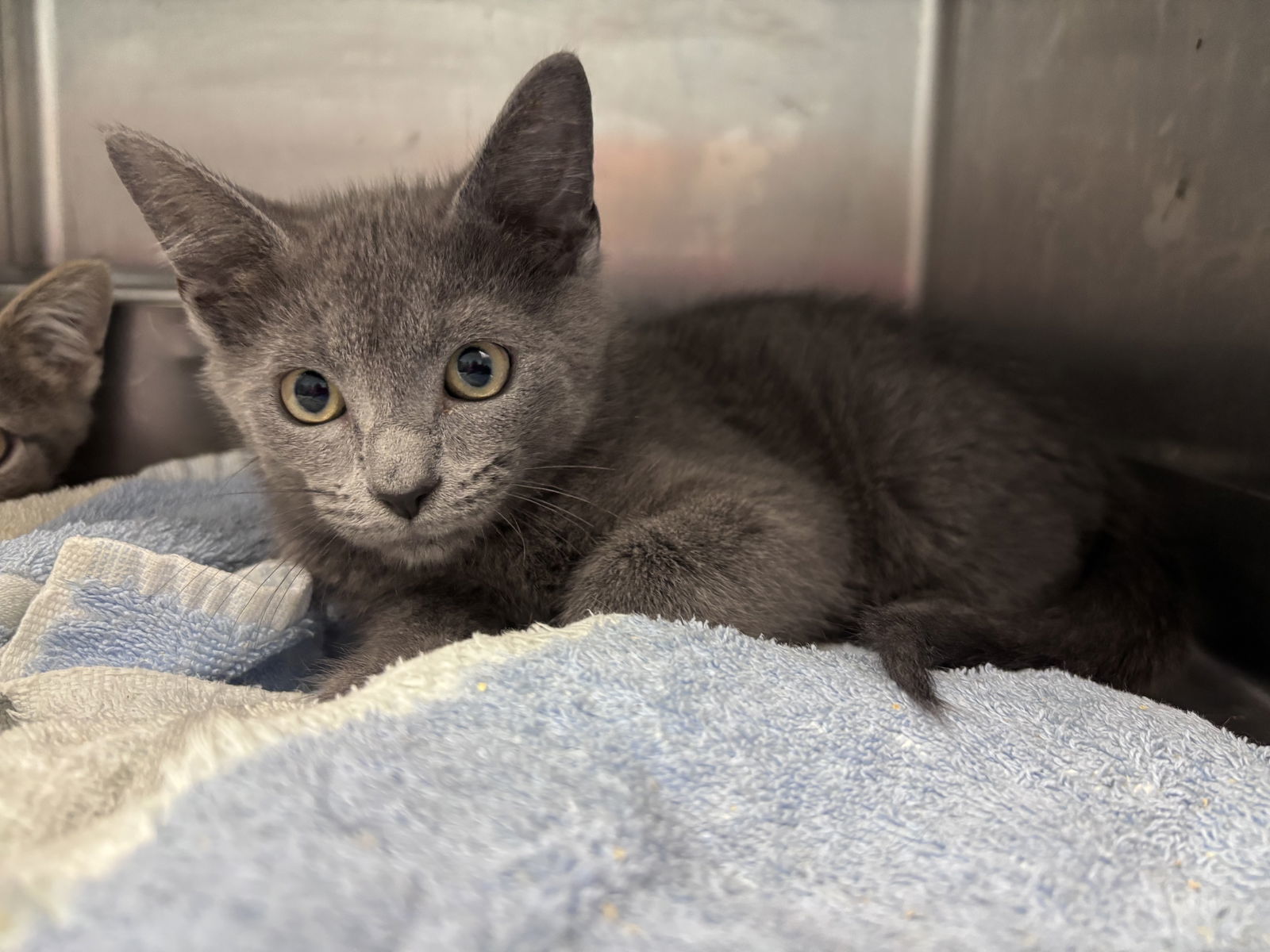 Robert: Visit At Petsmart Lynchburg