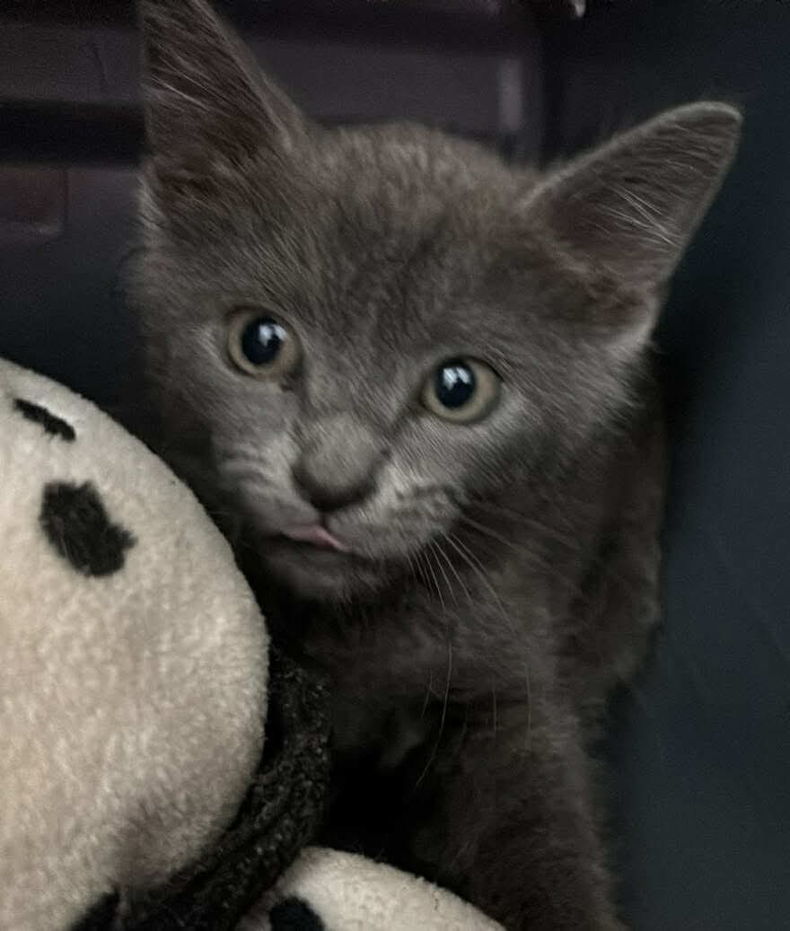 Robert: Visit At Petsmart Lynchburg