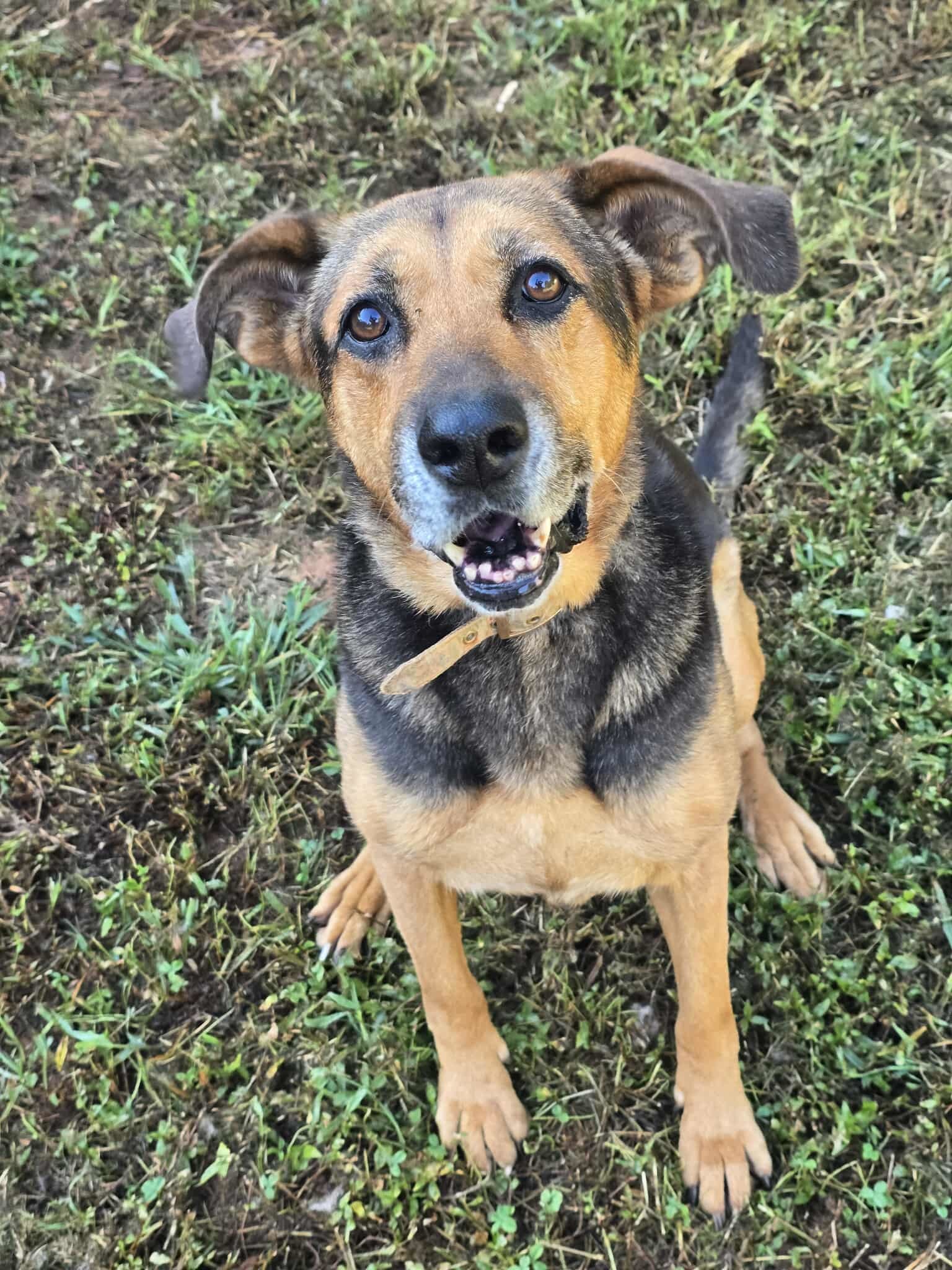 Lucky: Not at shelter (Carisa)