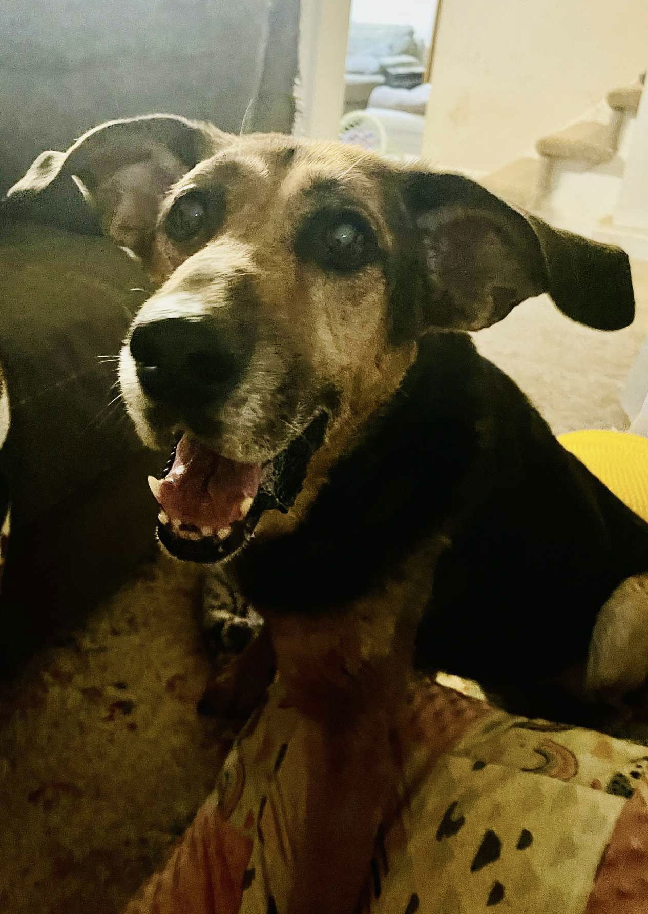 Lucky: Not at shelter (Joan)