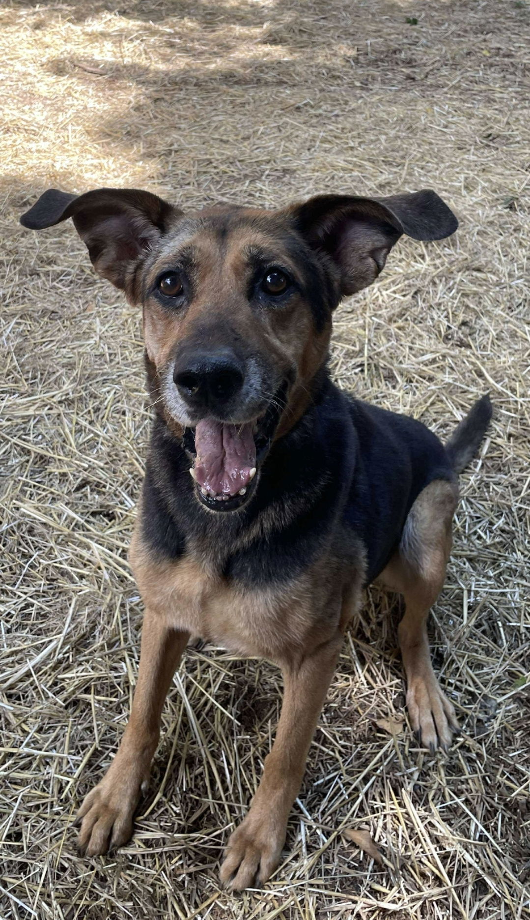 Lucky: Not at shelter (Carisa)