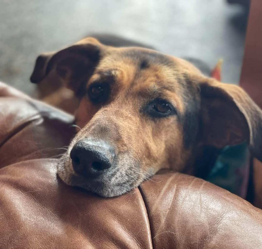 Lucky: Not at shelter (Carisa)