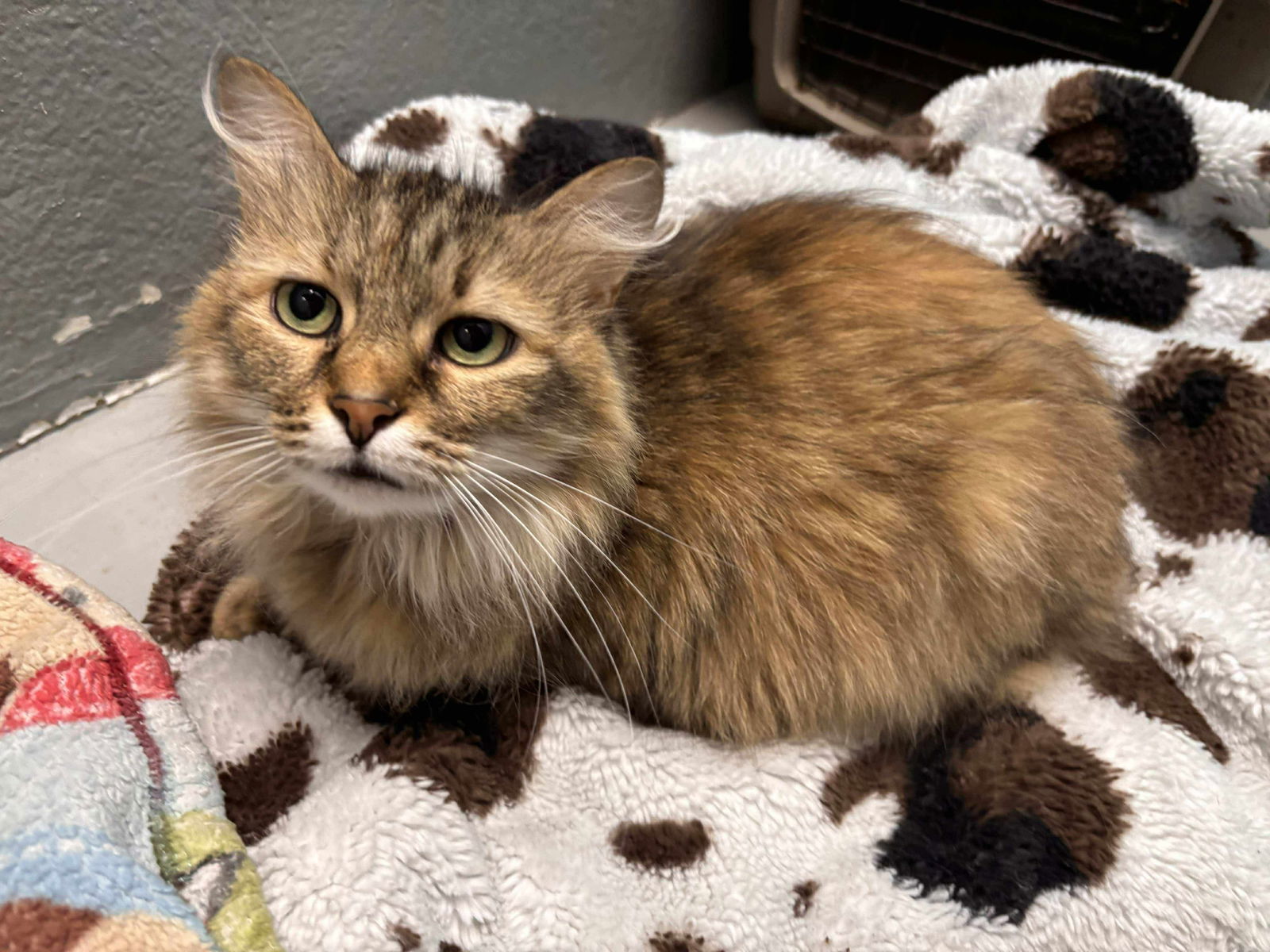 Price: Declawed! Visit At Petsmart Lynchburg