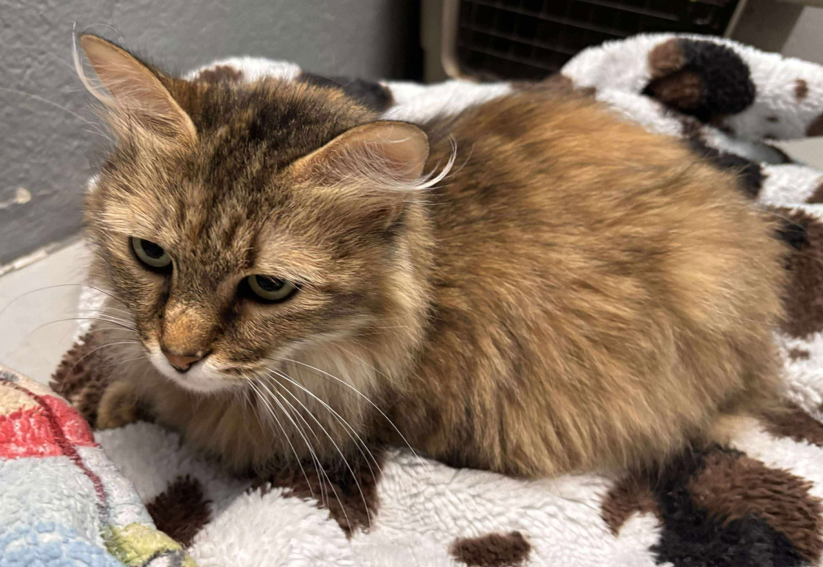 Price: Declawed! Visit At Petsmart Lynchburg