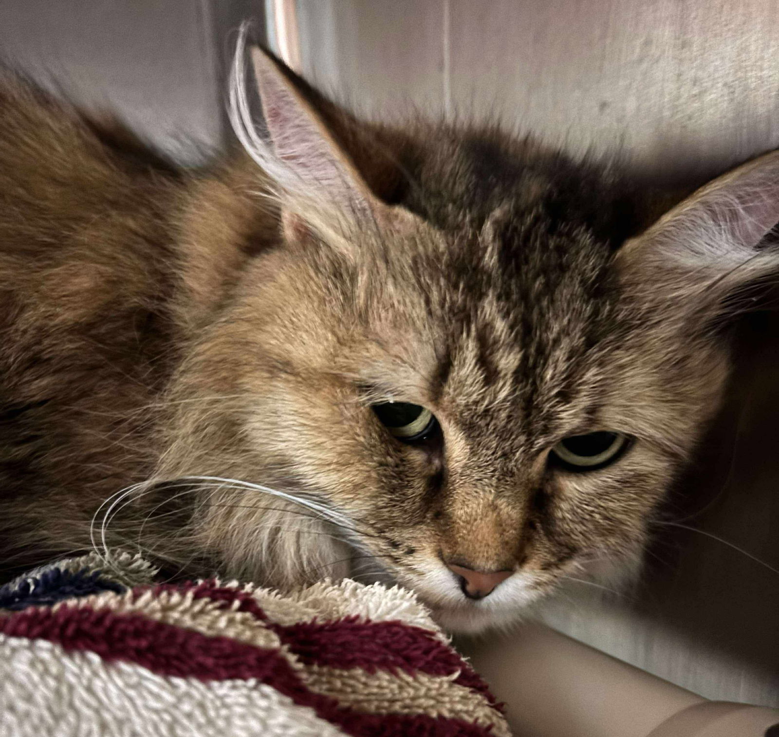 Price: Declawed! Visit At Petsmart Lynchburg