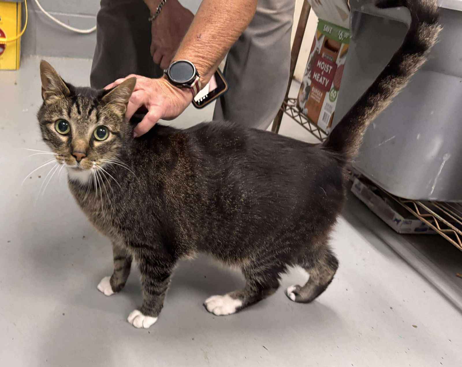 Panda: Declawed! Visit At Petsmart Lynchburg