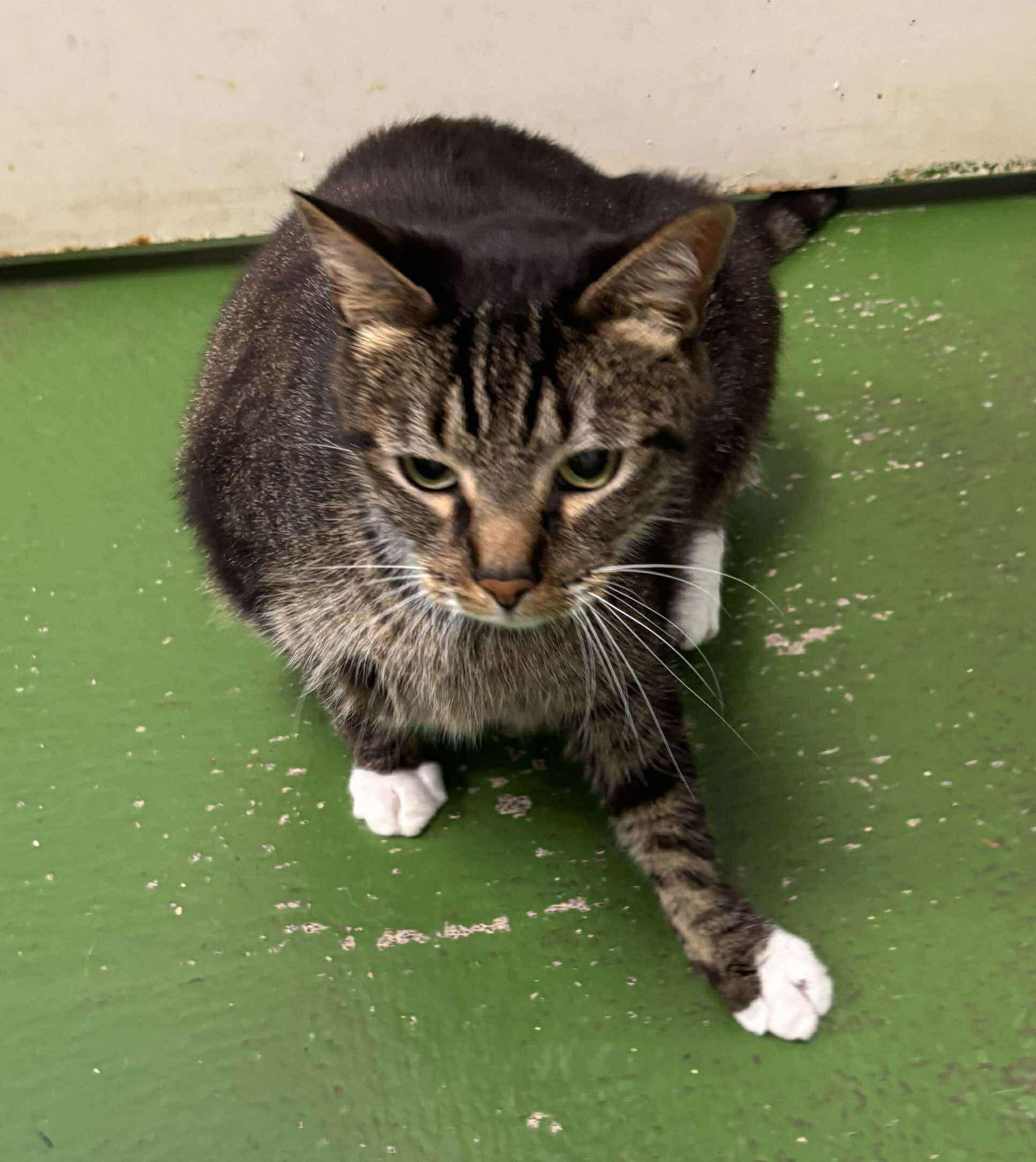 Panda: Declawed! Visit At Petsmart Lynchburg