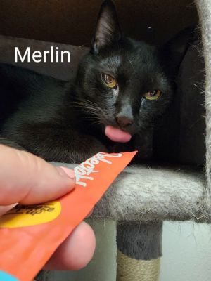 Merlin, Adult Male unknown