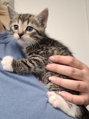 Bowtie, Baby Male Domestic Short Hair