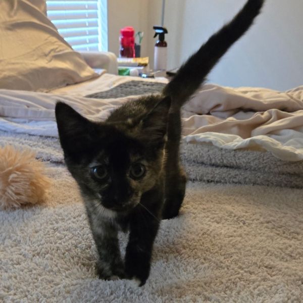 Tiramisu thumbnail 2