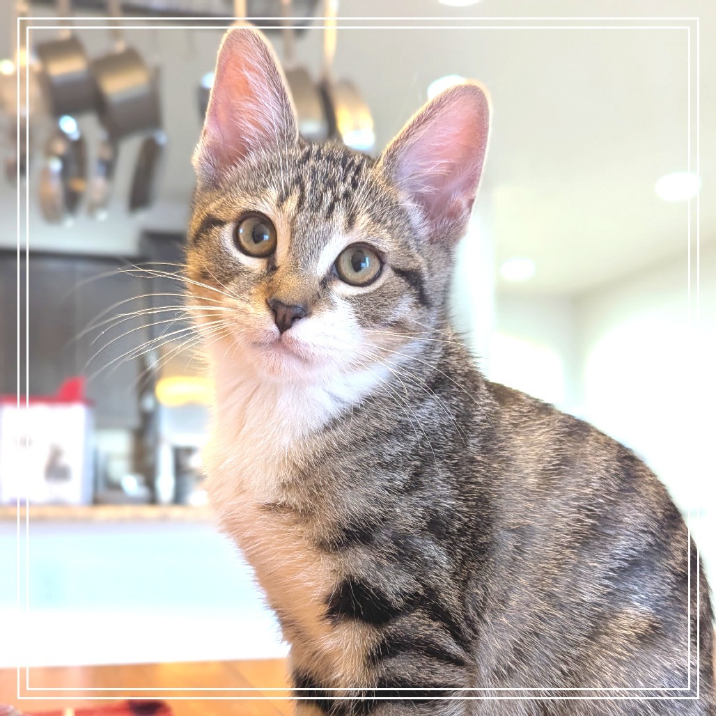 Reuben (#9), an adoptable Domestic Short Hair in Meridian, ID, 83680 | Photo Image 1