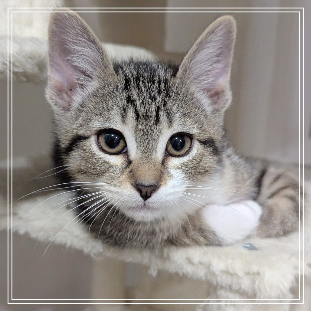 Reuben (#9), an adoptable Domestic Short Hair in Meridian, ID, 83680 | Photo Image 3