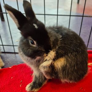 Luffy, Young Male Netherland Dwarf