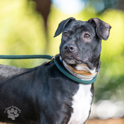Rio, an adoptable Terrier, Mixed Breed in Honolulu, HI, 96826 | Photo Image 1