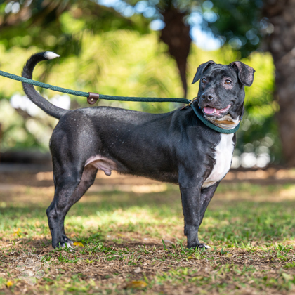 Rio, an adoptable Terrier, Mixed Breed in Honolulu, HI, 96826 | Photo Image 2