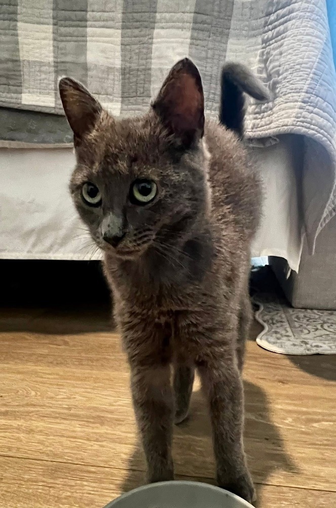 HAZEL GRAY - shy/not ready for adoption untill July