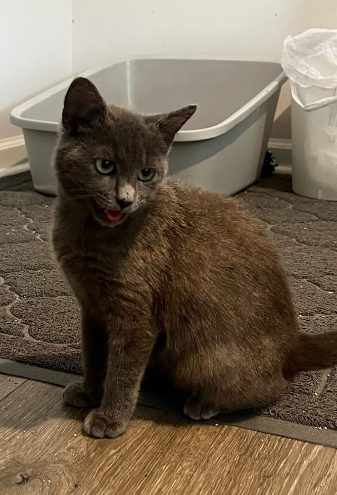 HAZEL GRAY - shy/not ready for adoption untill July