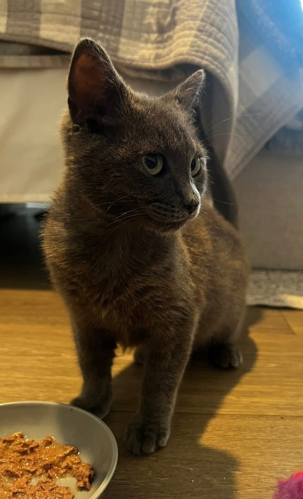 HAZEL GRAY - shy/not ready for adoption untill July