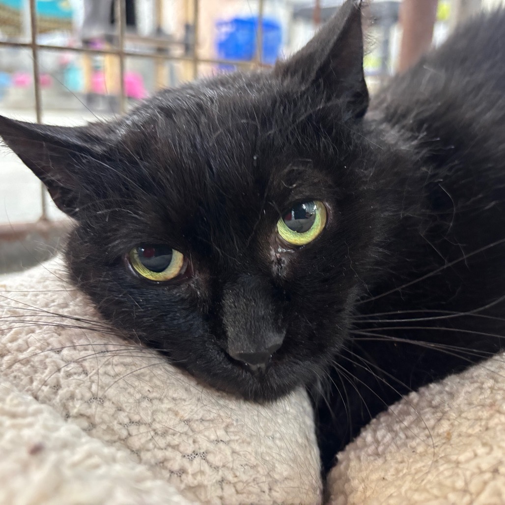 Lettuce (Vestal PetSmart)