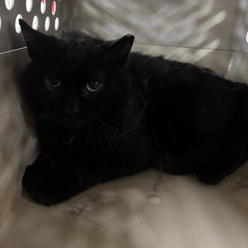 Lettuce (Vestal PetSmart)