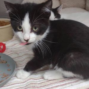 Luke, Baby Male Domestic Short Hair