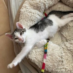 Cosmos, Baby Male Tabby