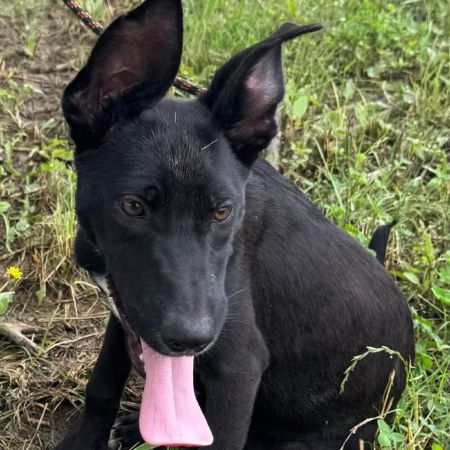 BB pup 2/Bruno Mars photo
