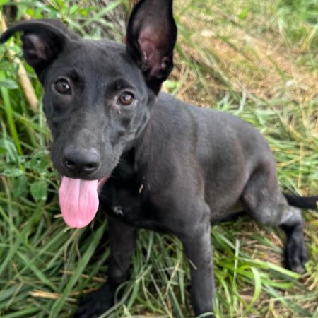 BB pup 5/Dua Lipa photo