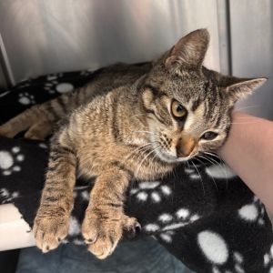 Gracie, Adult Female Domestic Short Hair