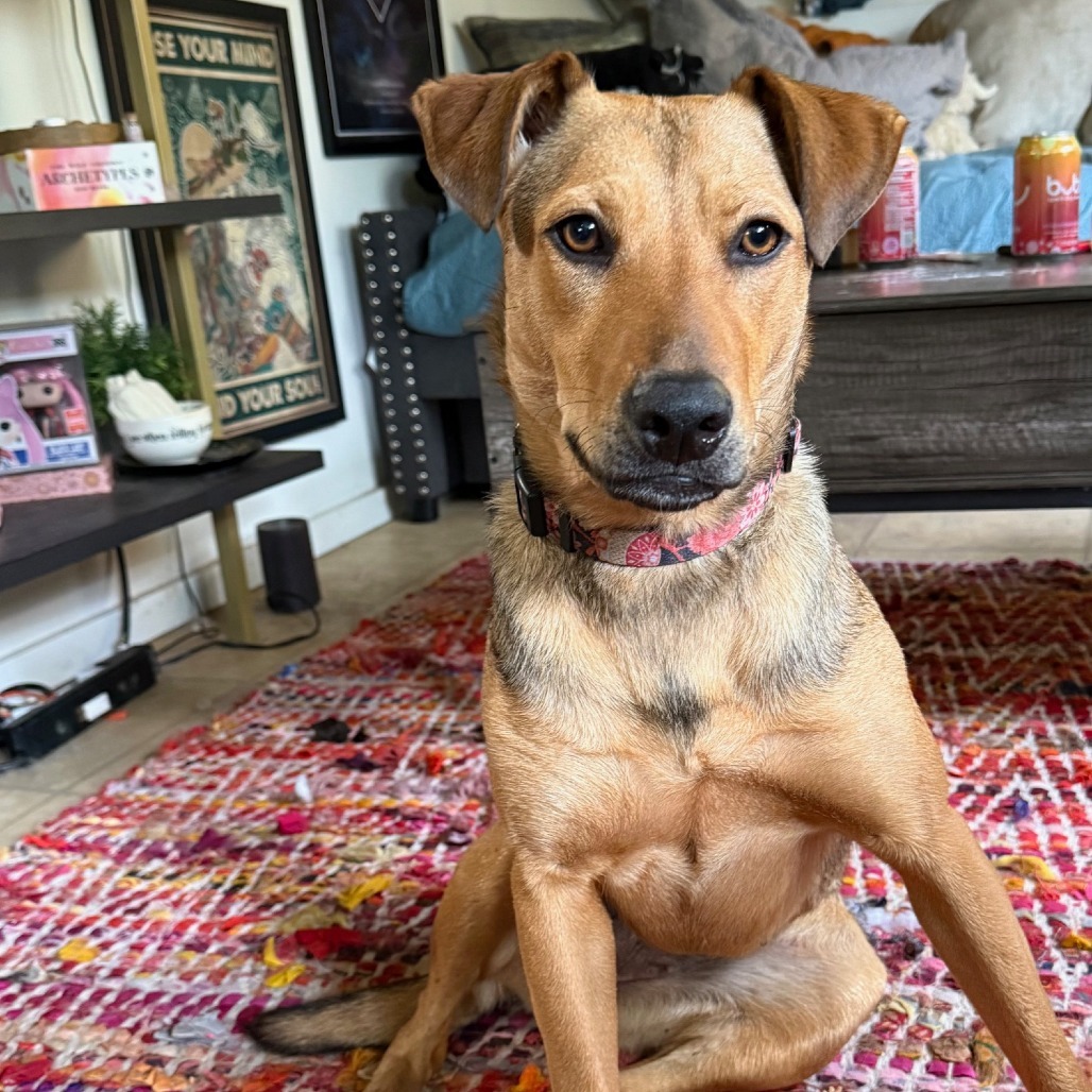 Sugar, an adoptable Mixed Breed in Volcano, HI, 96785 | Photo Image 1