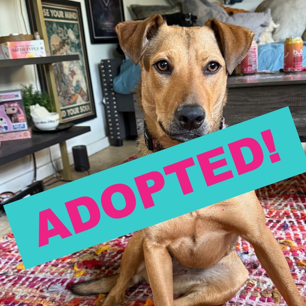 Sugar, an adoptable Mixed Breed in Volcano, HI, 96785 | Photo Image 1