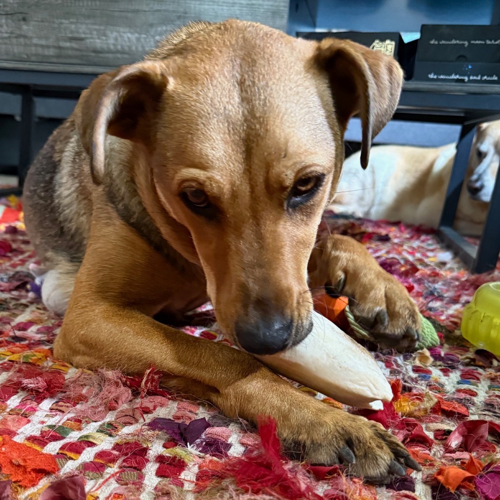 Sugar, an adoptable Mixed Breed in Volcano, HI, 96785 | Photo Image 3