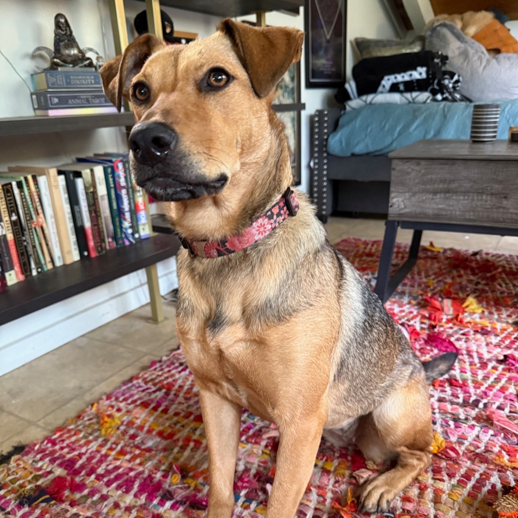 Sugar, an adoptable Mixed Breed in Volcano, HI, 96785 | Photo Image 4