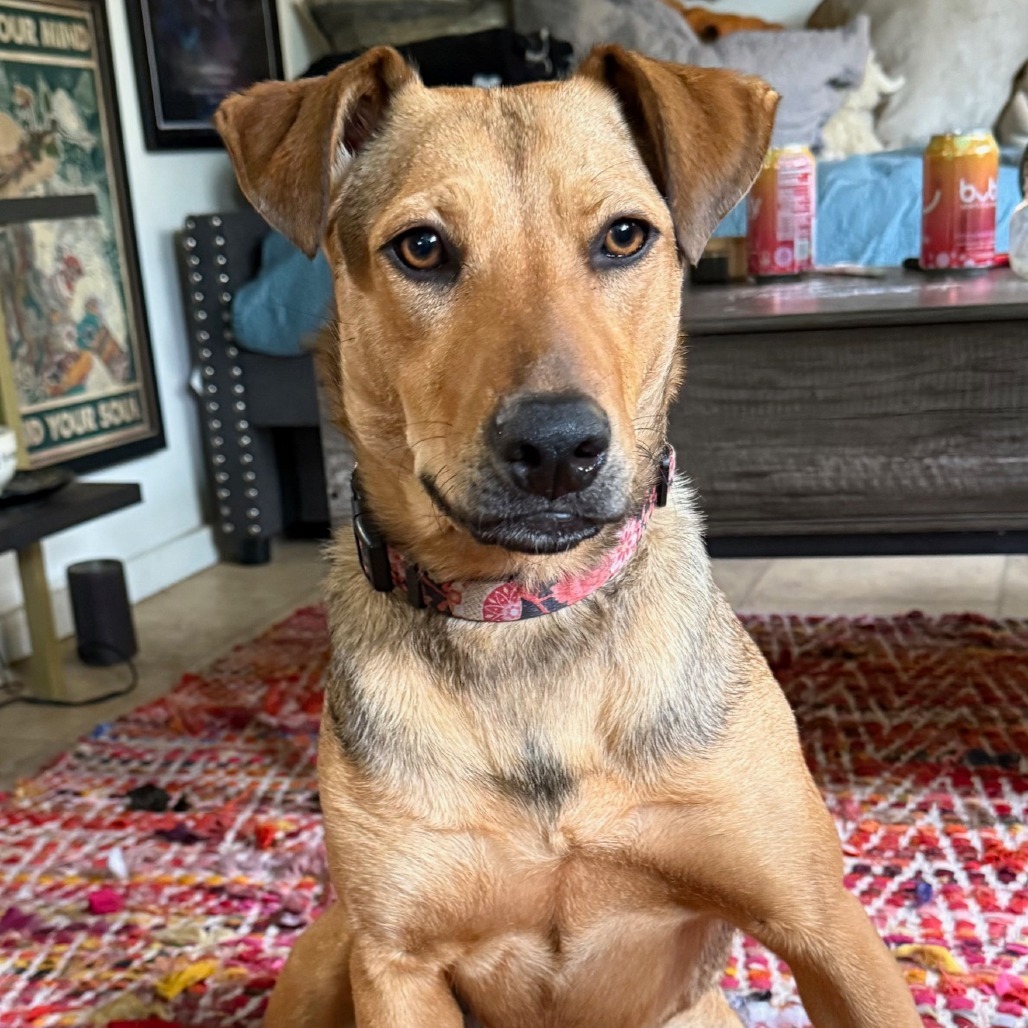 Sugar, an adoptable Mixed Breed in Volcano, HI, 96785 | Photo Image 5