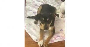 Austin (NY) Chihuahua Dog