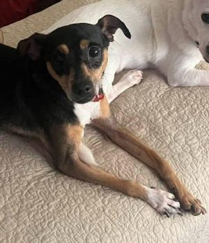 Austin (NY) Chihuahua Dog