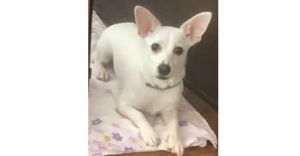 Jace (GA) Chihuahua Dog